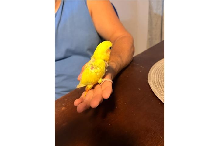 Lovebir para criar a mano opalino Puerto Rico