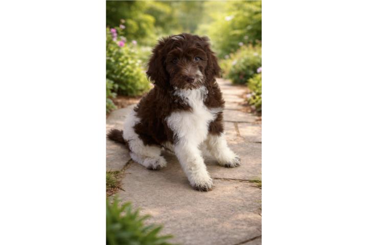 Hermoso Goldendoodle Puerto Rico