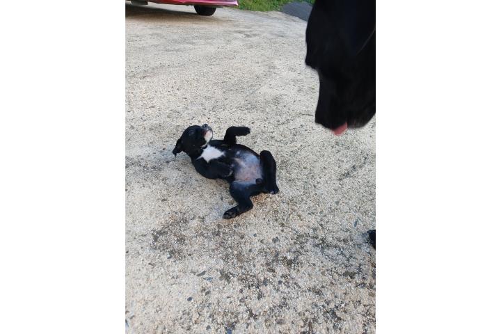 ADOPTAME!! Puerto Rico