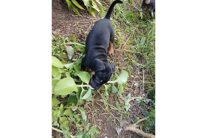 ADOPTAME!! Puerto Rico