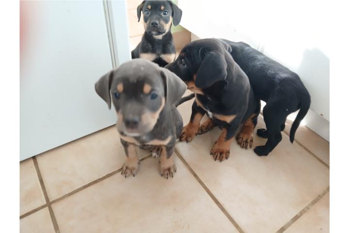 ADOPTAME!! Puerto Rico