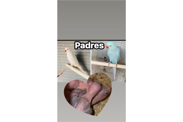 Ringneck  Puerto Rico