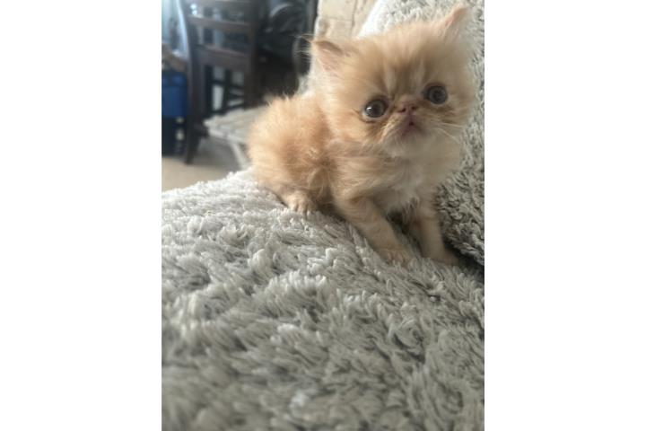 Gatito persa Puerto Rico