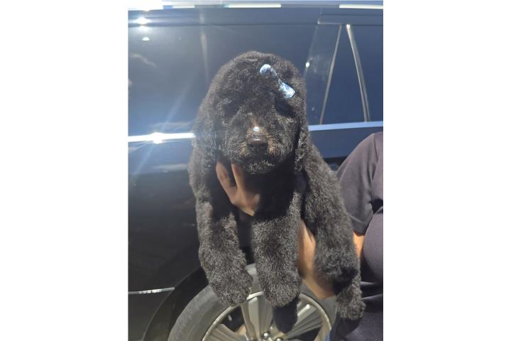 Standard Poodle Puerto Rico