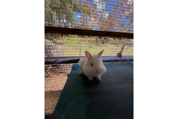 Lion head blanco  Puerto Rico