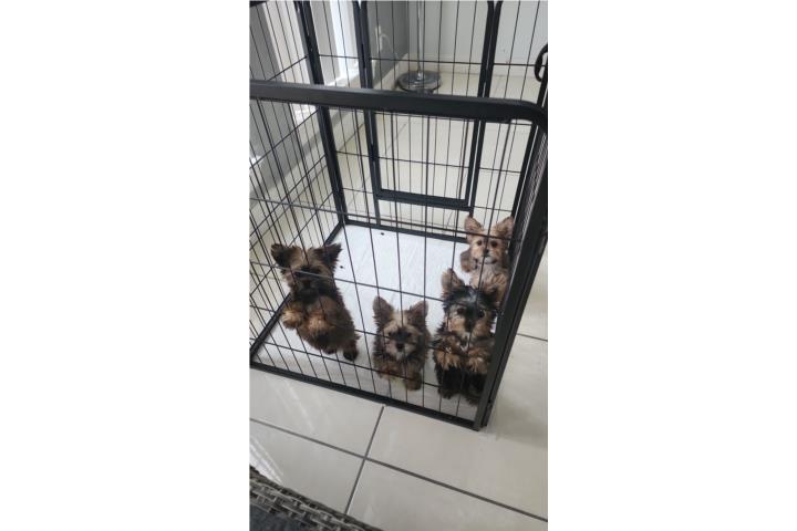 Yorkie Terrier (baby girl) Puerto Rico