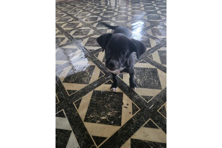 Perrito negro  Puerto Rico