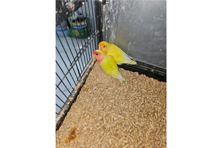 Pareja de Lovebirds Puerto Rico