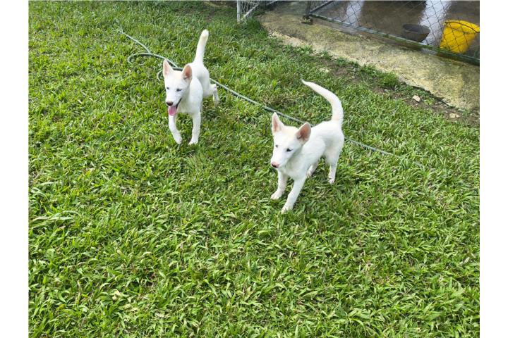 Siberian husky Puerto Rico