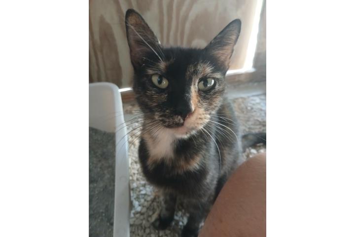 Free To Good Home Puerto Rico