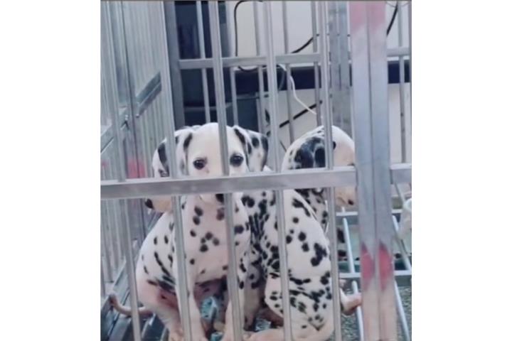 Dalmatas  Puerto Rico