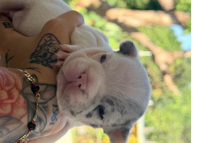 Frenchies machos Puerto Rico