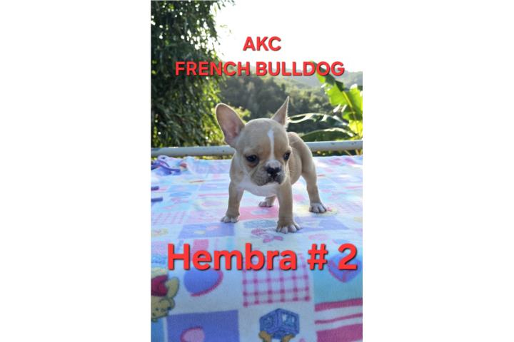 French Bulldogs hembras  Puerto Rico