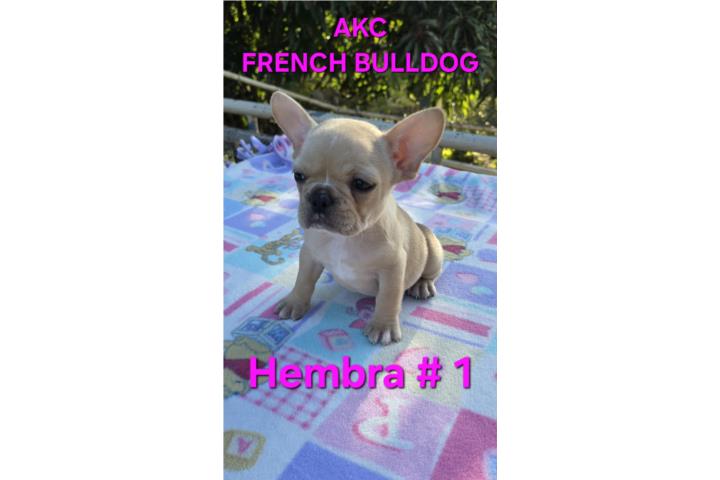French Bulldogs hembras  Puerto Rico