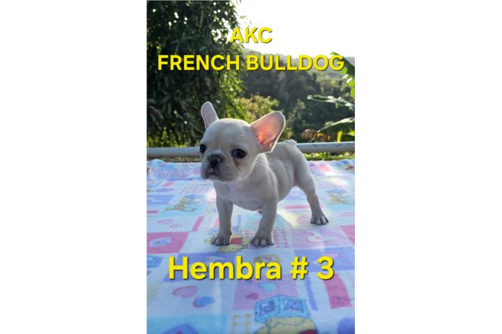 French Bulldogs hembras  Puerto Rico