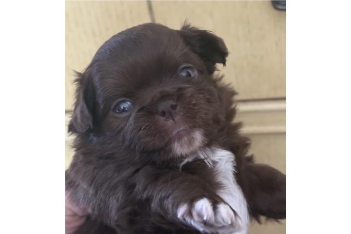 Chihuahua macho pelo largo color chocolate  Puerto Rico