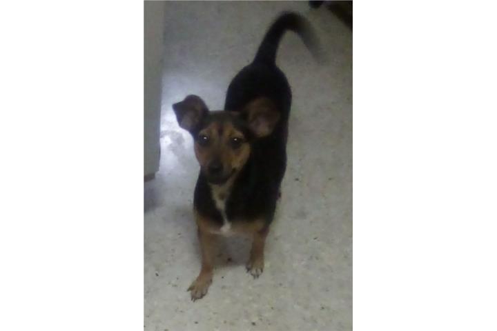 Perrita Puerto Rico