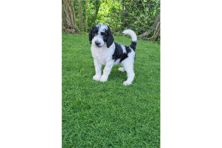 Poodle standar  Puerto Rico