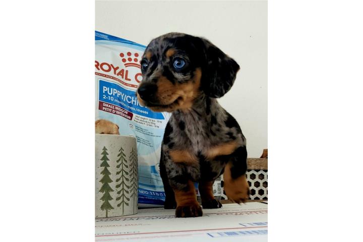 Dachshund Miniatura [Salchicha] Puerto Rico