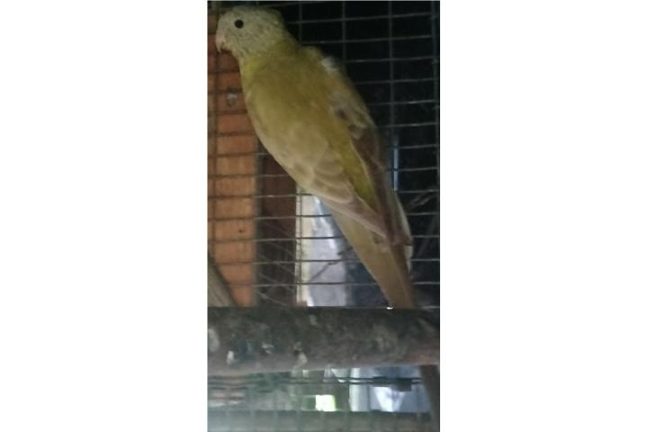 COCKATIEL y ESPALDA ROJA CINNAMON  Puerto Rico