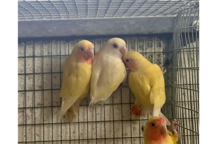 Lovebirds  Puerto Rico