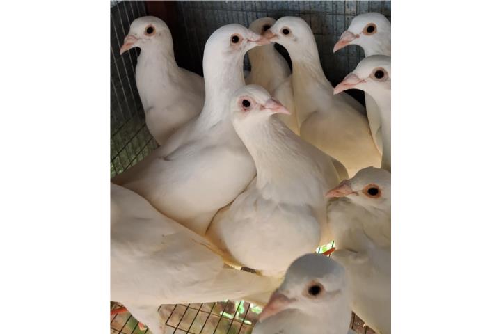 Palomas Mensajeras blancas  Puerto Rico