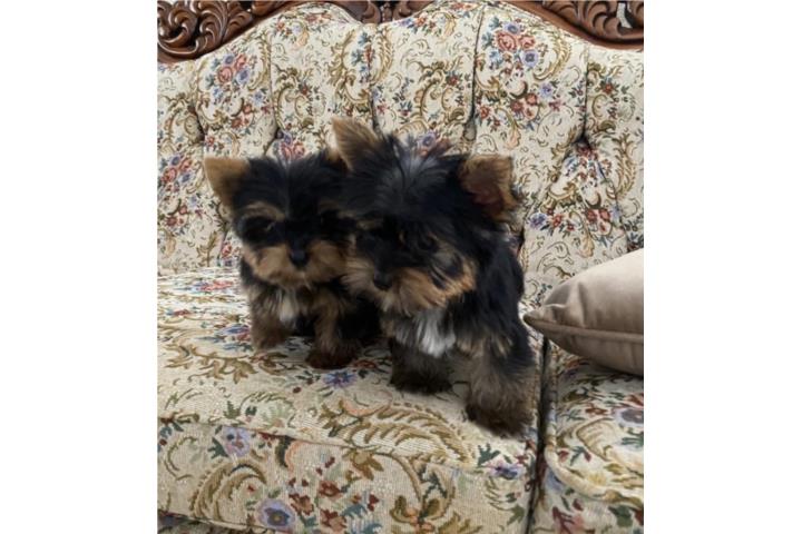 Yorky Toy hembra y macho  Puerto Rico