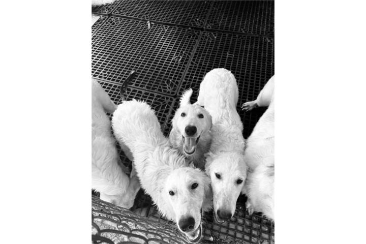 Perros Pastor de Maremma Puerto Rico