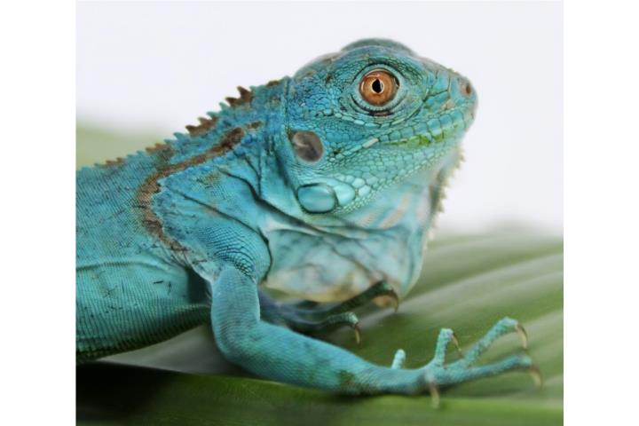 axantic iguana  Puerto Rico