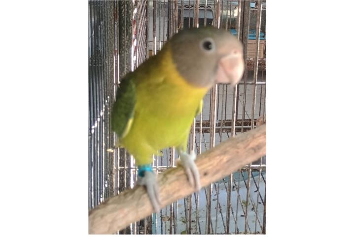 Plumhead macho Puerto Rico