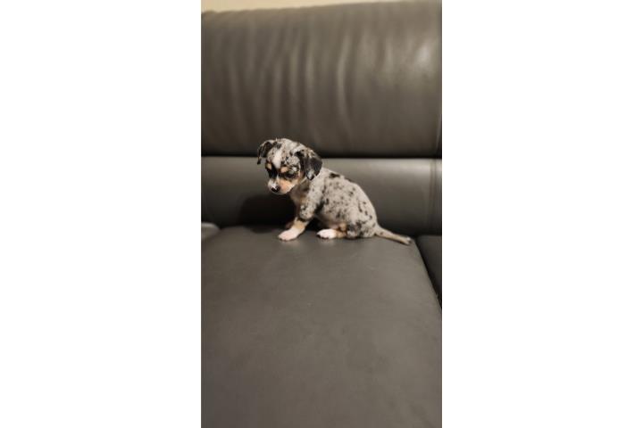 Chihuahua macho merle Puerto Rico