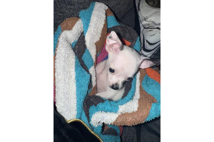 Perrita chihuahuas mini Puerto Rico