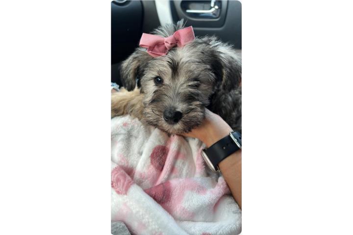 Schnauzer hembra de 2 meses  Puerto Rico