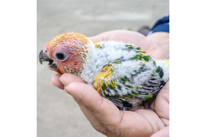 Sun Conure Amarillo  Puerto Rico