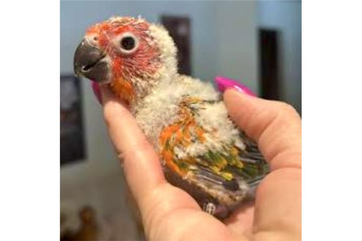 Sun Conure red factor  Puerto Rico