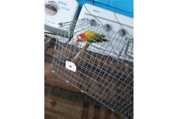 Macho de 1 año Ready Opalino Euwing Puerto Rico