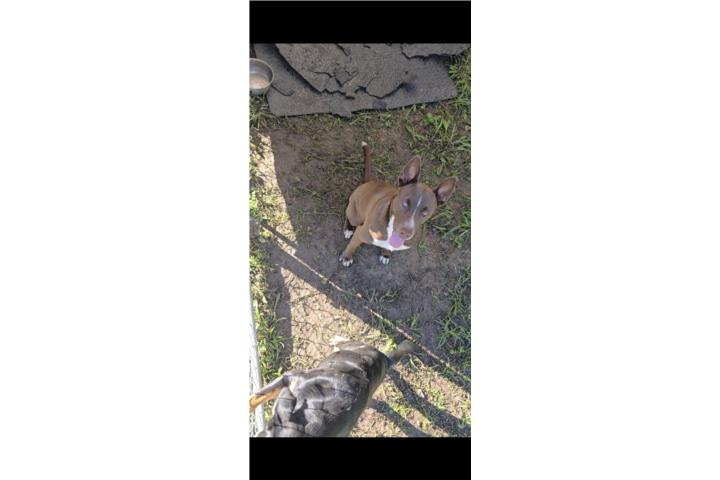 Se regala mix Puerto Rico