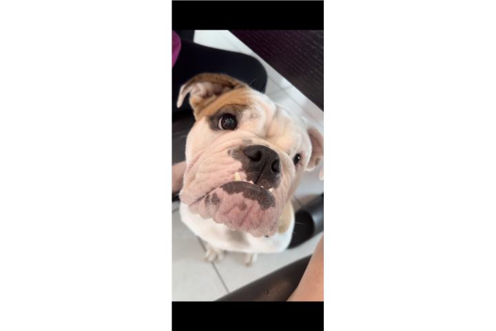 ENGLISH BULLDOG ADULTA Puerto Rico