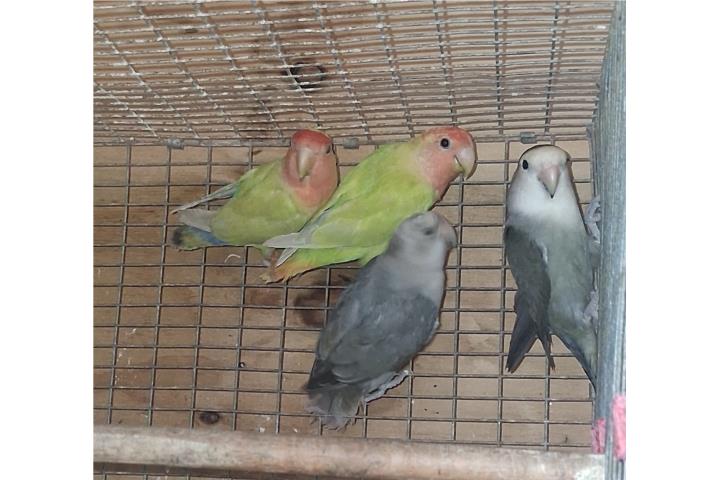Lovebirds juntos o separados Puerto Rico