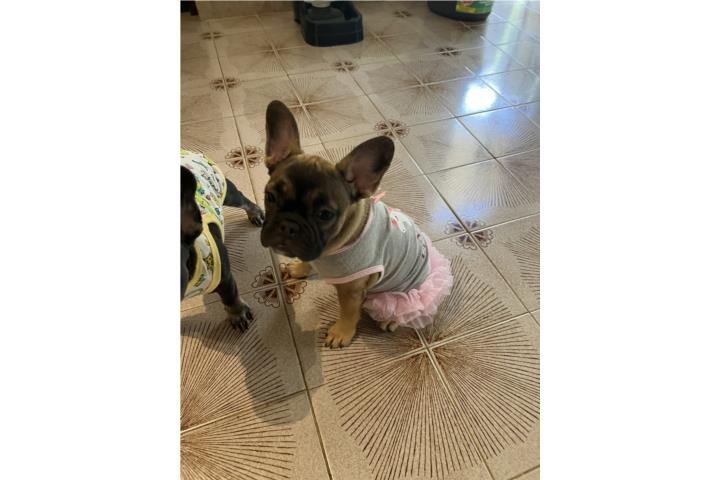 French Bulldogs - Frenchies Puerto Rico