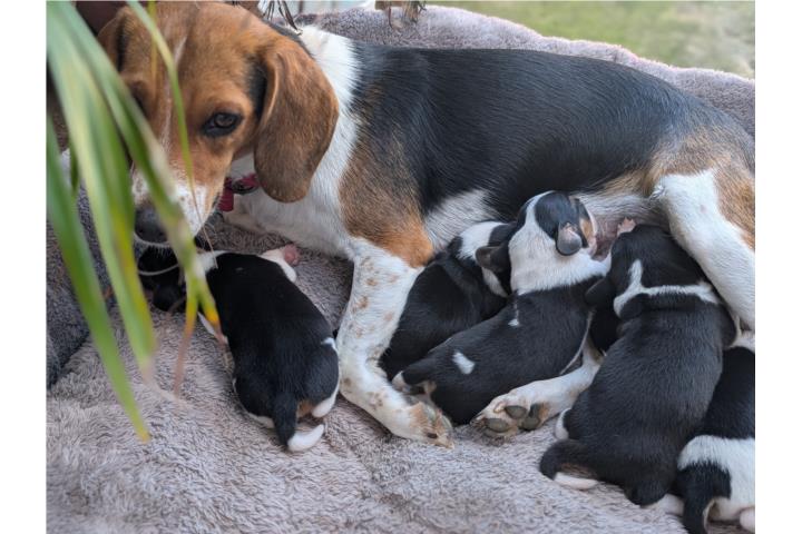 Beagles Tri-Color Clasico Puerto Rico