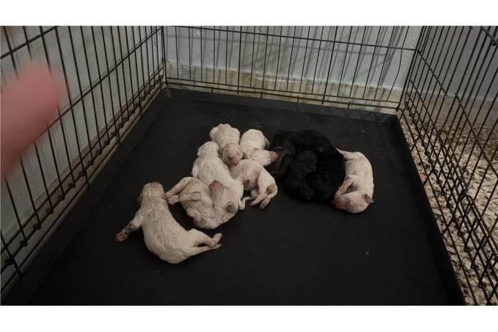 STANDARD POODLE  Puerto Rico