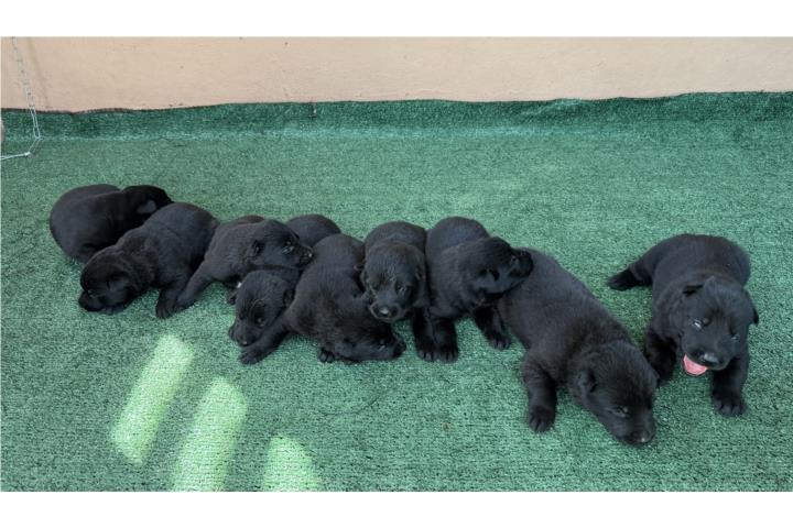 German Shepherd AKC Solid Black Puerto Rico
