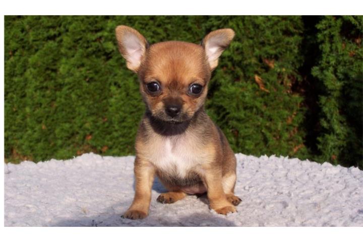 Chihuahua macho Puerto Rico