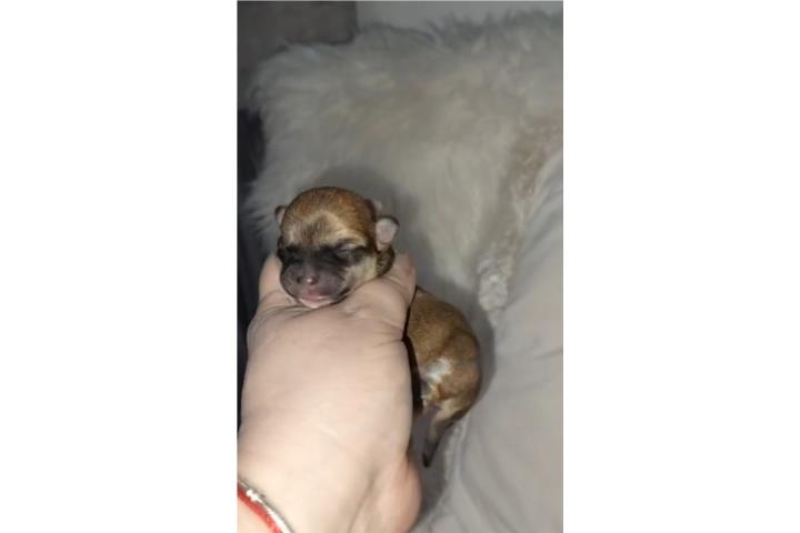 Chihuahua nene toy Puerto Rico