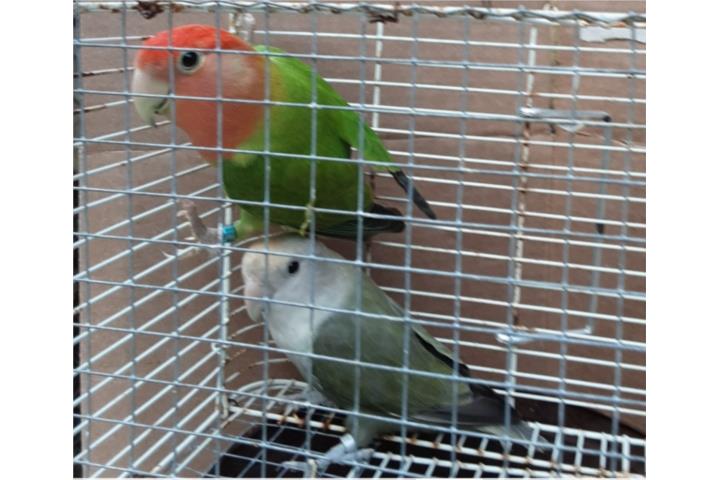 Pareja de lovebird  Puerto Rico