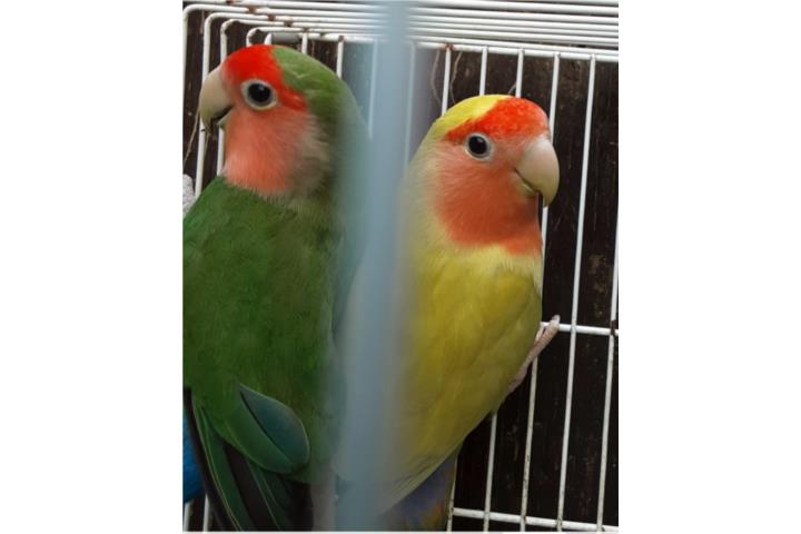 Pareja de lovebird  Puerto Rico