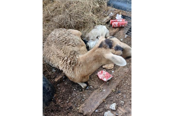 Oveja preñada Puerto Rico