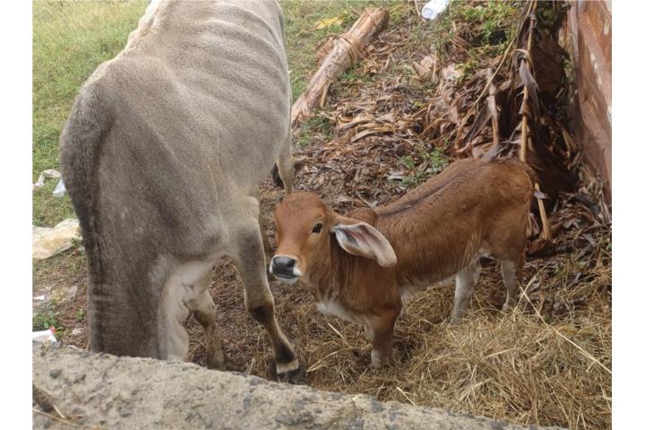 Vaca paría con hembra Puerto Rico