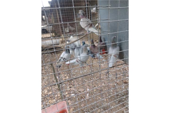 se venden palomas mensajeras Puerto Rico